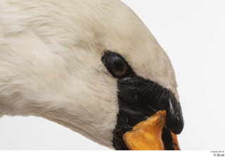 Mute swan eye head 0001.jpg